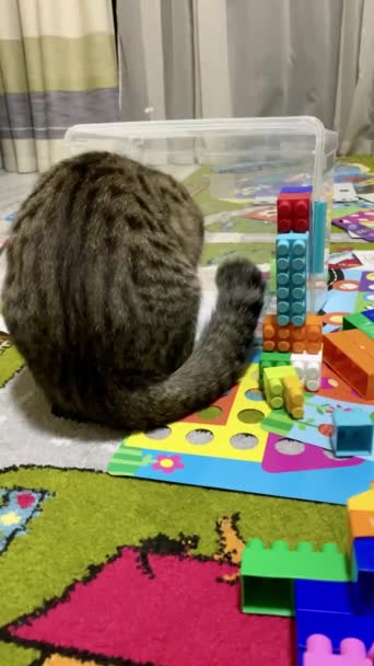 Παιχνιδιάρικη σκωτσέζικη γάτα παίζει στο παιδικό δωμάτιο. - Πλάνα, βίντεο