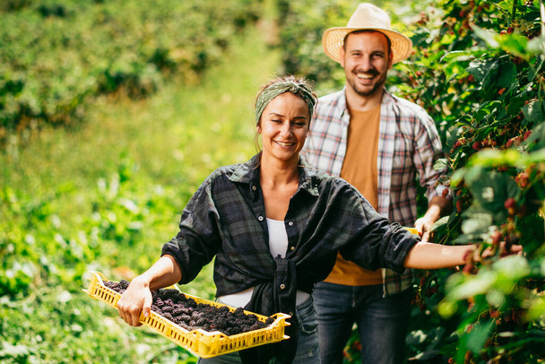glücklicher Mann und Frau mit frisch gepflückten Brombeeren im Garten - Foto, Bild