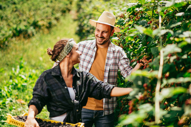 happy man and woman with fresh picked blackberries at garden - Zdjęcie, obraz