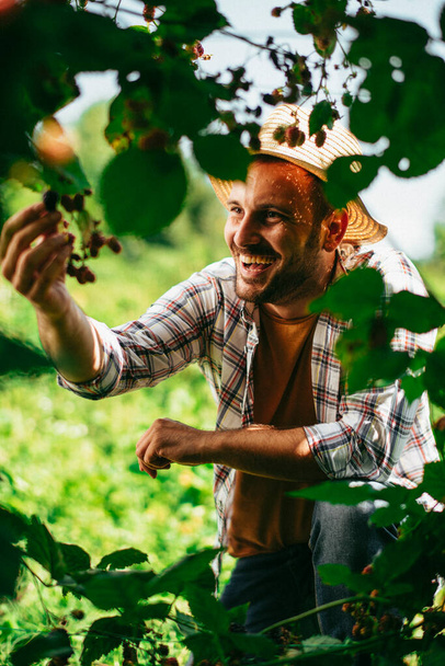 Ευτυχισμένος άνθρωπος μαζεύει βατόμουρα στον κήπο - Φωτογραφία, εικόνα