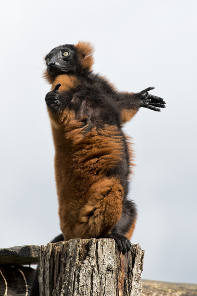 mono lémur mientras extiende los brazos al sol
 - Foto, Imagen
