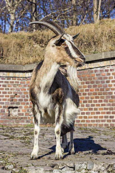 Adult goat - Photo, Image
