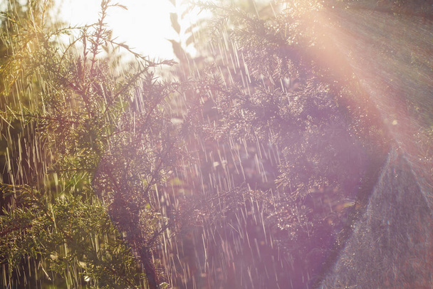 Glühende Wassertropfen auf dem Wacholderzweig während des Regens. Abstrakter Hintergrund. Kleine Schärfentiefe - Foto, Bild