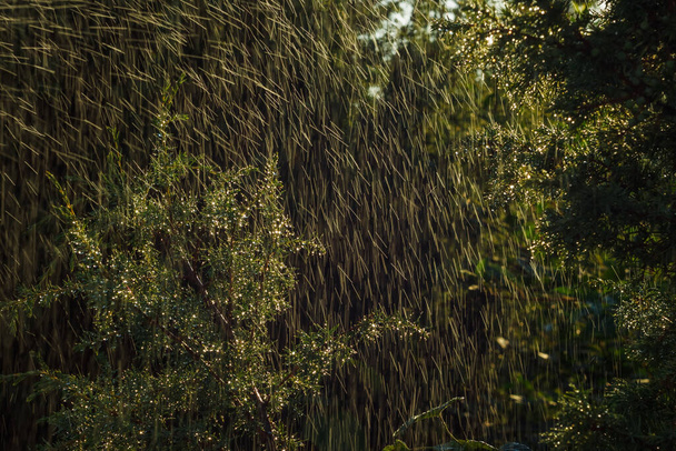 Des gouttes d'eau brillantes sur la branche de genévrier pendant la pluie. Contexte abstrait. Petite profondeur de champ - Photo, image
