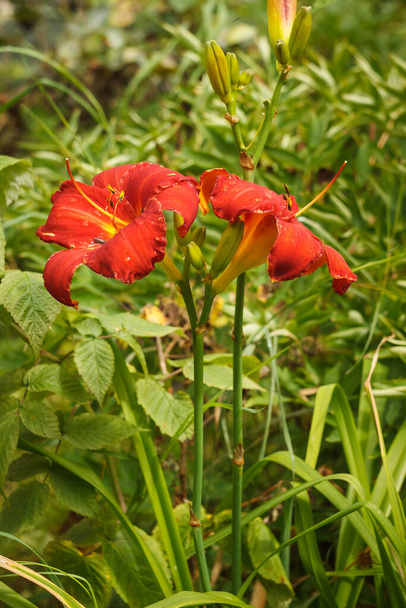 Bahçedeki bitkiler arasında kırmızı renkli Hemerocallis (Yaban Arısı) çiçekleri. Yakın plan. DOF - Fotoğraf, Görsel