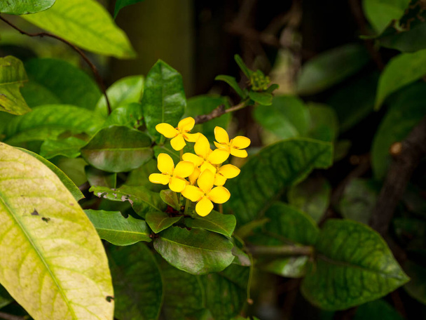 Ζούγκλα Γεράνι, Φλόγα του Δάσους ή Φλόγα Ζούγκλας ή Πεντκούλι (Ixora cocccinea), Κίτρινα λουλούδια σε έναν κήπο σε μια συννεφιασμένη μέρα - Φωτογραφία, εικόνα