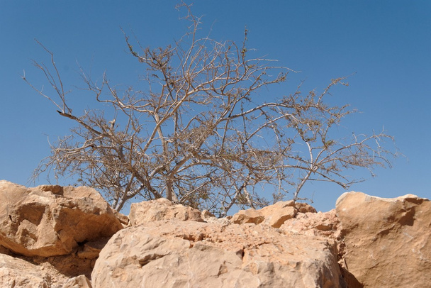 száraz akác fa a sivatagban a háttérégbolt - Fotó, kép