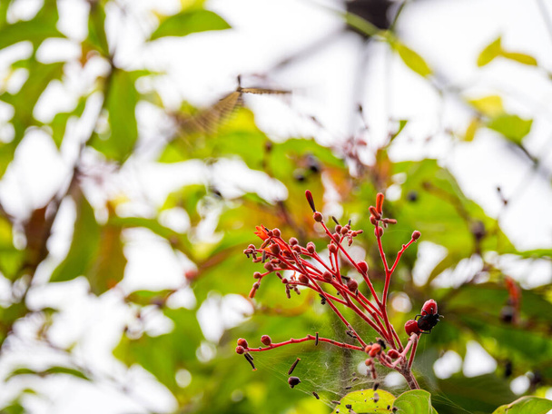 Hamelia Patens, pianta con rami rossi pieni di ragnatela e un insetto che si arrampica su di essa in un giardino - Foto, immagini