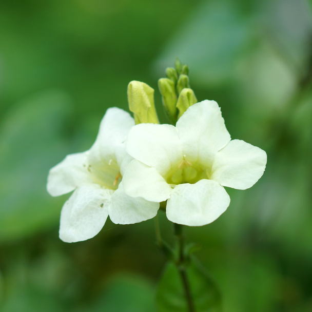 Justicia gangetica kwiat - Zdjęcie, obraz