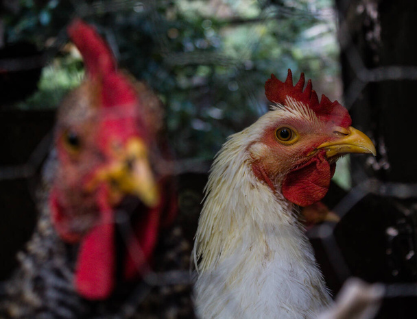 2 kuřata zamčená v kotci s řetězy - Fotografie, Obrázek