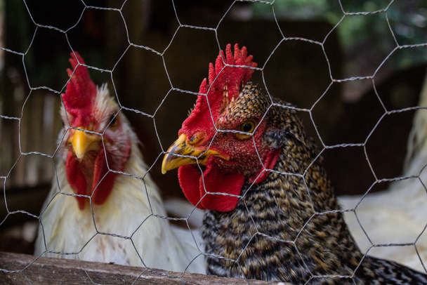 polli tenuti in una penna al guinzaglio - Foto, immagini