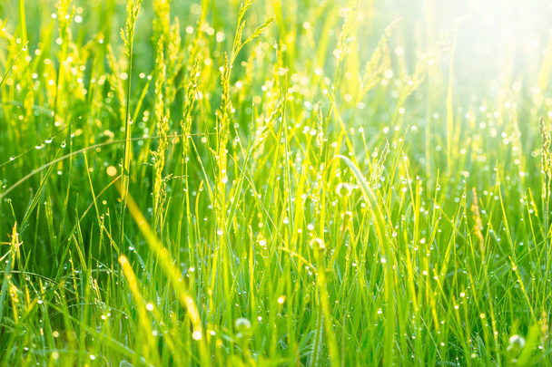 Kevät ruoho peitetty aamukasteella
 - Valokuva, kuva