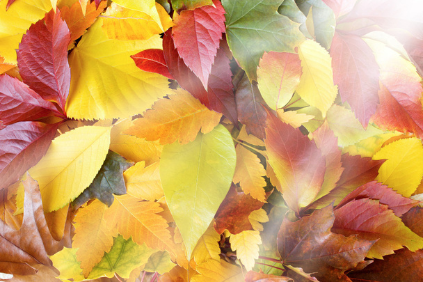 renkli, çok renkli sonbahar yaprakları - Fotoğraf, Görsel