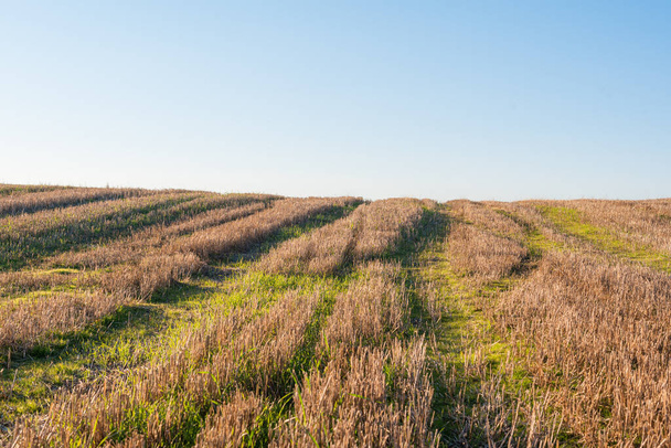 Χώρος για κείμενο αντίγραφο χώρο ξηρό πεδίο άχυρο με μια σαφή διαδρομή περικοπή ζεστό χρώμα Βουλγαρία αγροτικό τοπίο ηλιόλουστη μέρα σαφές μπλε του ουρανού - Φωτογραφία, εικόνα