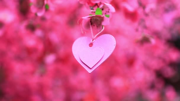 Pink heart decoration on the tree in spring daytime closeup handheld - Footage, Video