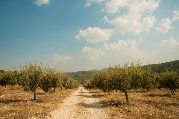 Olivos. Plantación cerca del Monasterio de Latrun. Israel. - Foto, imagen