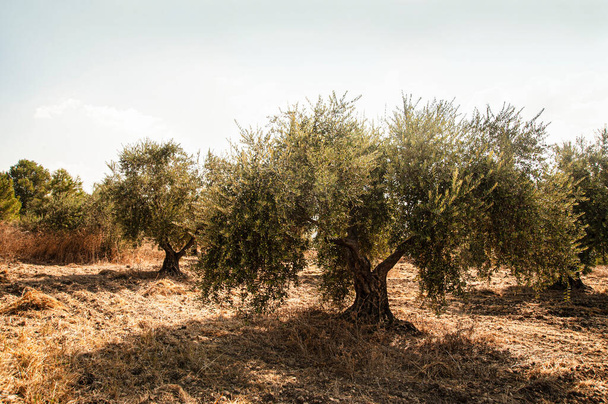 Viejos olivos. Plantación cerca del Monasterio de Latrun. Israel. - Foto, imagen