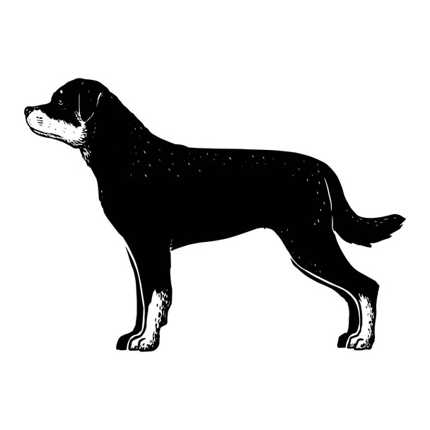 Cão rottweiler realista - Vetor, Imagem