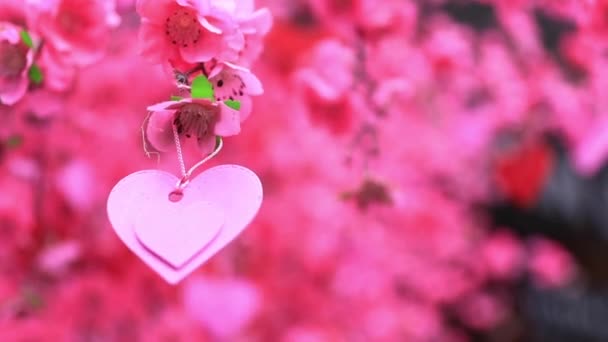 Różowe serce dekoracji na drzewie wiosną dzień zbliżenie handheld - Materiał filmowy, wideo