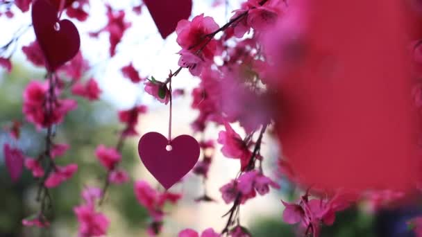 Decoração de coração rosa na árvore na primavera dia closeup handheld - Filmagem, Vídeo