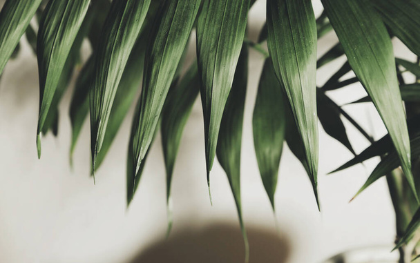 grüne Palme im Topf, heimische Pflanze  - Foto, Bild