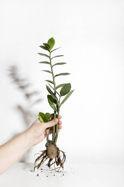 Мужская рука держит зеленое растение Замиокулька, показывающее корень - Фото, изображение