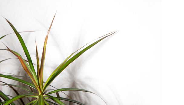 dracaena zielona roślina w garnku - Zdjęcie, obraz