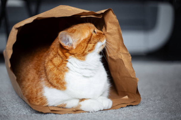 Portrait de chat curieux rouge-blanc, couché sur le sol dans un sac éco-papier. - Photo, image