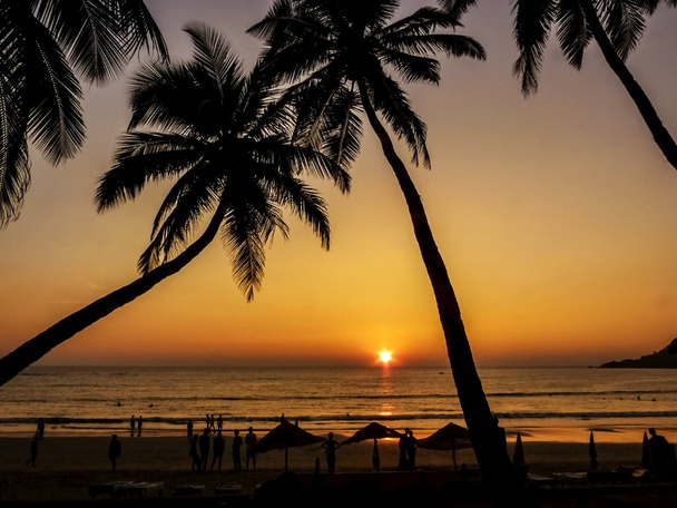 Silhouettes de palmiers contre le soleil
. - Photo, image
