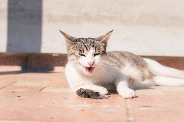 dziki kot z myszą w ustach - Zdjęcie, obraz