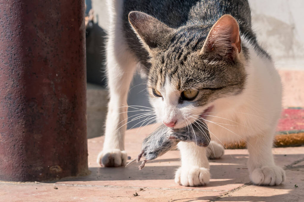 divoká kočka s myší v ústech - Fotografie, Obrázek