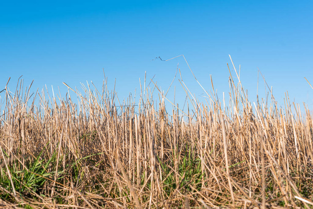 Сено соломенное поле золотой крупным планом красивые летом сельские солнечные ландшафты болгарский пространство для текстового копирования пространства чистый текст перспективу творческий - Фото, изображение