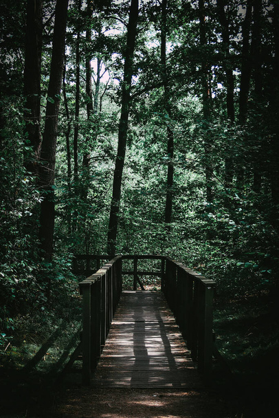 Sendero de madera conduce a través de arbustos y pantanos en el bosque - Foto, imagen