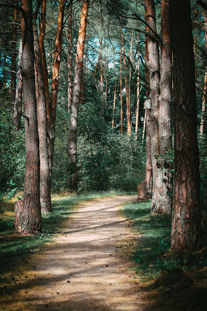 Sentier à travers le pin jeune forêt - Photo, image