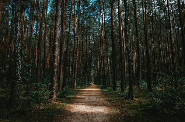 松の木の若い森を通る道 - 写真・画像