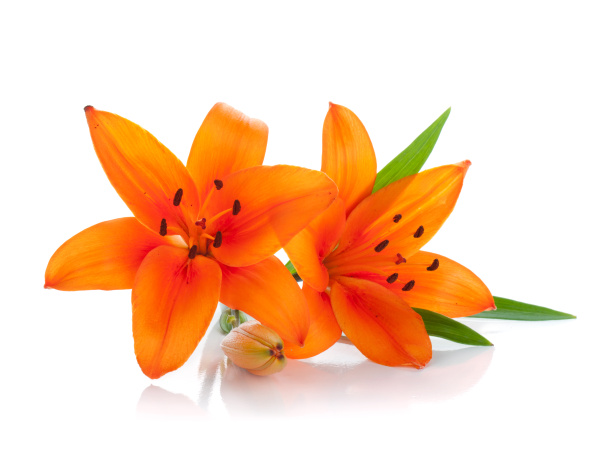 Kaksi oranssia liljaa
 - Valokuva, kuva