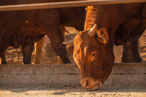 農場のリムジンの雄牛。リムジンの雄牛は農場で時間を過ごす。牛は食べてペンの中に立つ。牧場だ。小麦でブランを食べる雄牛 - 写真・画像