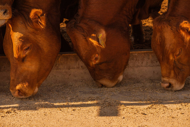 Limuzínští býci na farmě. Limuzínští býci tráví čas na farmě. Býci jedí a stojí v ohradě. Ranč. Býci jedí otruby s pšenicí - Fotografie, Obrázek
