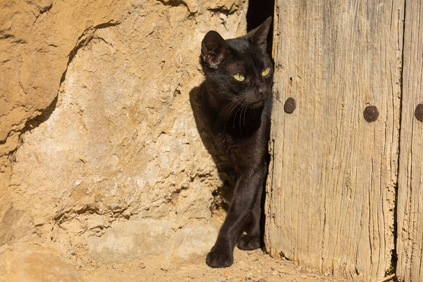 Μια μαύρη αδέσποτη γάτα, κρυφοκοιτάζει έξω από μια παλιά ξύλινη πόρτα στη μικρή πόλη Ores, Aragon, Ισπανία. - Φωτογραφία, εικόνα