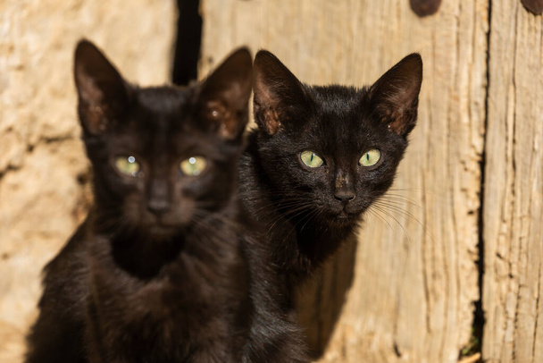 Dos pequeños gatos callejeros negros, casi gemelos, miran atentamente a la cámara con la que les tomo una foto en el pequeño pueblo de Ores, Aragón, España. - Foto, imagen