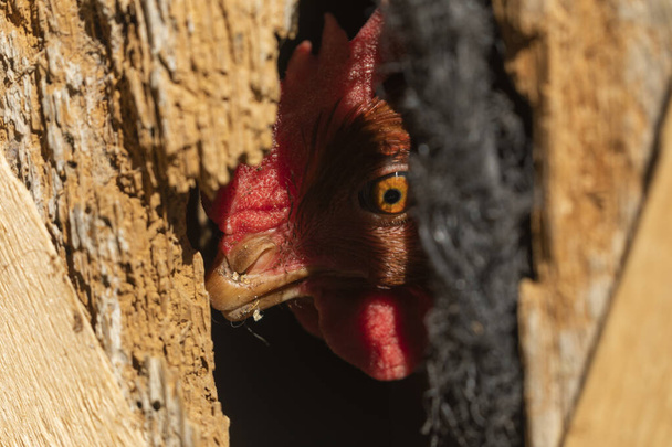 Una gallina observa con cautela a través de un agujero en la vieja puerta de madera de la pluma en la que está atrapada. - Foto, imagen