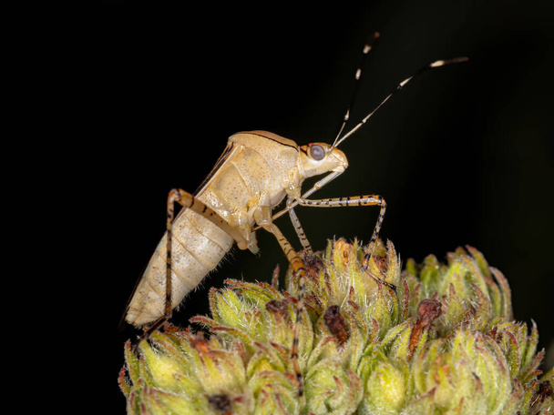 Pies de hoja Bug de la especie Hypselonotus fulvus - Foto, imagen