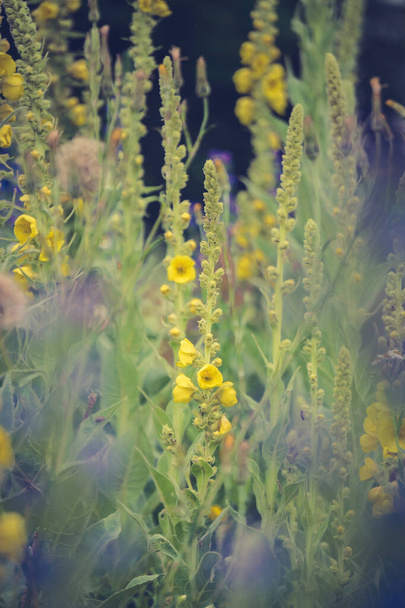 Летние полевые цветы и солнечный луг. Открытка к празднику - Фото, изображение