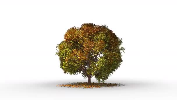 Grand modèle d'arbre en saison estivale ont un effet visuel du vent réaliste avec rendu 3D.  - Séquence, vidéo