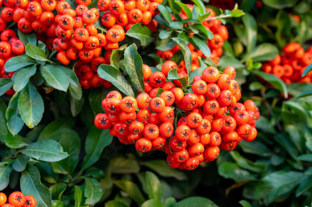 Pyrakantha nebo ohnivzdorná rostlina s jasně červenými bobulemi nebo póry na podzim. Flóra - Fotografie, Obrázek