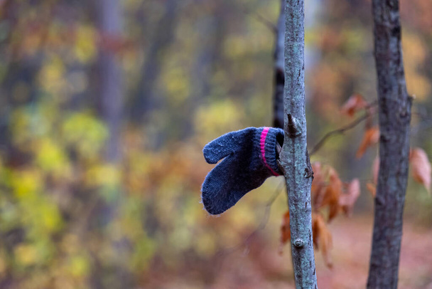 A mitene de uma criança pendura em um galho de árvore tendo sido descoberto em uma trilha da natureza na floresta. - Foto, Imagem