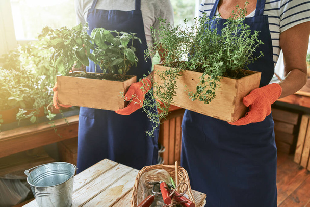 Partenaires commerciaux tenant des boîtes avec des herbes épicées en croissance - Photo, image