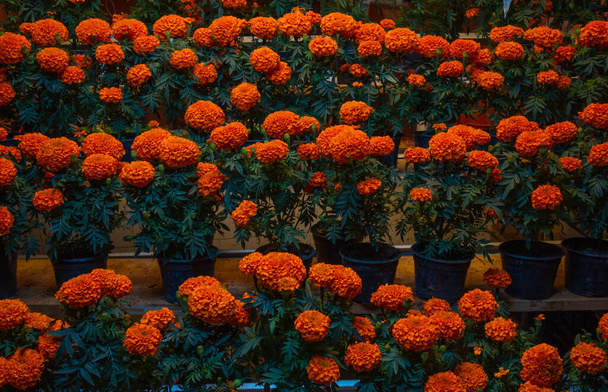 Fleurs de Cempasuchil (fleur du jour des morts) de couleurs orange et jaune, dans un étal de marché typique au Mexique 3 - Photo, image
