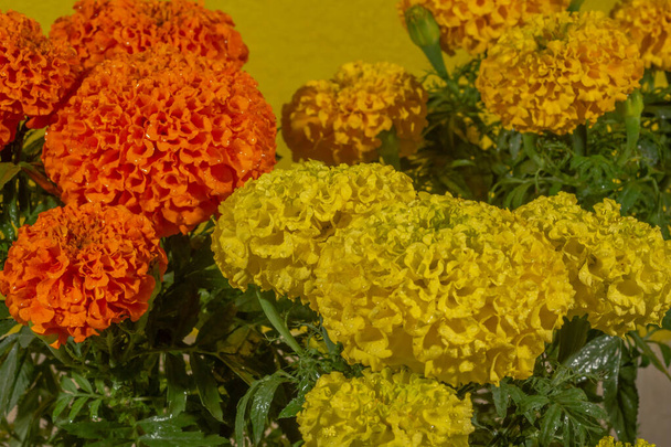 Détail des fleurs de cempasuchil (fleur du jour des morts) de couleurs orange et jaune, dans un étal typique du marché au mexique 3 - Photo, image
