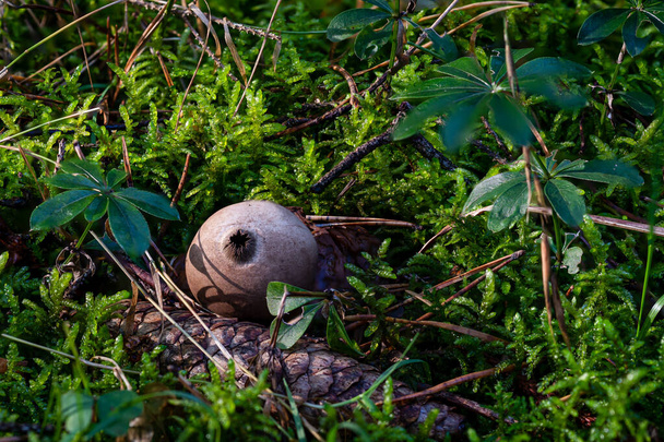 Apioperdon pyriforme tunnetaan yleisesti päärynän muotoinen puffball tai kanto puffball, on saprobic sieni läsnä kaikkialla maailmassa - Valokuva, kuva